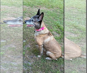 Tilly Female, SC. - Female Mutt Dog for Adoption - Photo #13