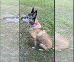 Small Photo #13 Mutt Puppy For Sale in Stevens Point, WI, USA