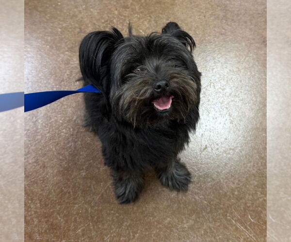 Medium Photo #1 Mutt Puppy For Sale in Canton, CT, USA