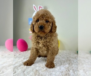 Goldendoodle (Miniature) Puppy for sale in GREENFIELD, IN, USA