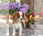 Small Photo #1 Cavalier King Charles Spaniel Puppy For Sale in ELIZABETHTON, TN, USA