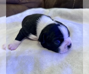 Boston Terrier Puppy for sale in GARFIELD, AR, USA