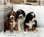 Small #1 Bernedoodle (Miniature)