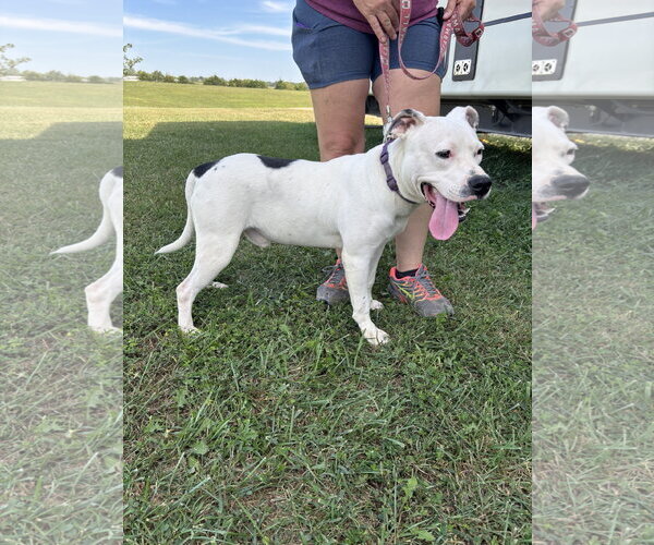 Medium Photo #2 American Pit Bull Terrier Puppy For Sale in Macon, MO, USA