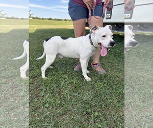 Goose - Male American Pit Bull Terrier Dog for Adoption - Photo #2