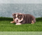 Puppy Dory Victorian Bulldog