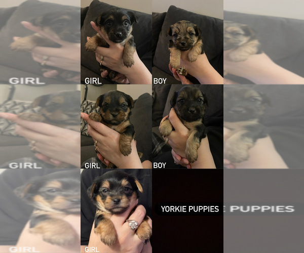 Medium Photo #1 Yorkshire Terrier Puppy For Sale in LOWELL, MA, USA