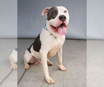 Small #1 American Staffordshire Terrier
