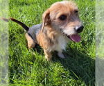 Small #1 Mutt