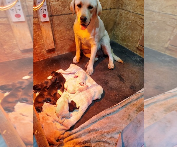 Medium Photo #1 Labrador Retriever Puppy For Sale in SYRACUSE, NE, USA