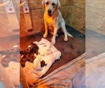Small Photo #1 Labrador Retriever Puppy For Sale in SYRACUSE, NE, USA