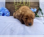 Small #4 Golden Retriever