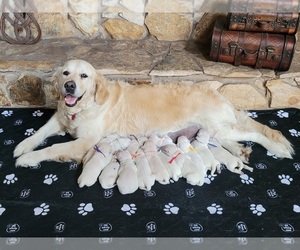 English Cream Golden Retriever Puppy for Sale in WEEKI WACHEE, Florida USA
