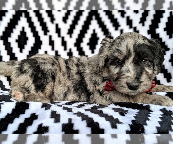 Medium Photo #4 Aussiedoodle Puppy For Sale in LANCASTER, PA, USA