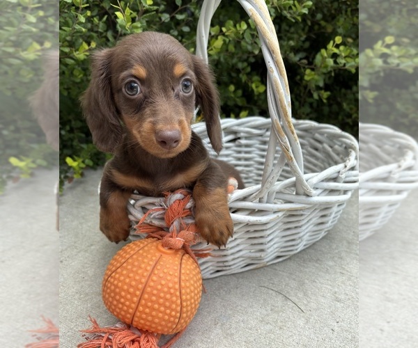 Medium Photo #4 Dachshund Puppy For Sale in MIDDLEBURY, IN, USA