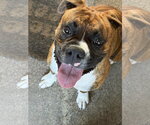 Small Boxer