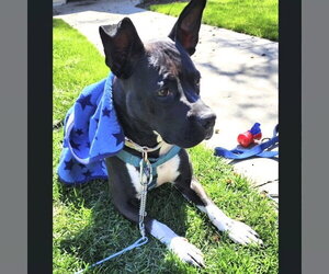 Persephone - Female Mutt Dog for Adoption - Photo #2