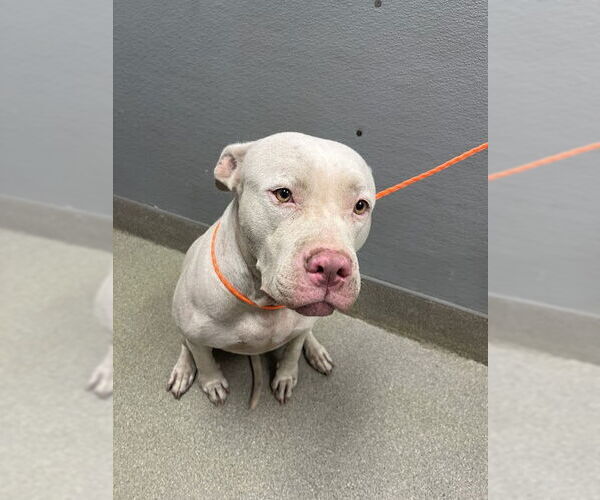 Medium Photo #1 American Pit Bull Terrier-Unknown Mix Puppy For Sale in Las Vegas, NV, USA