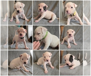 American Bulldog Litter for sale in WEST GROVE, PA, USA