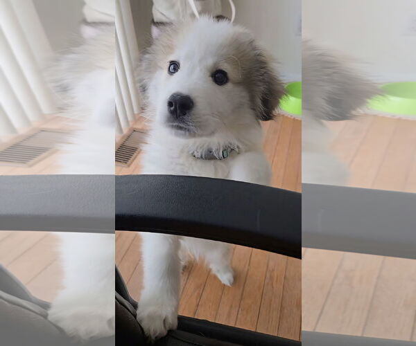 Medium Photo #2 Great Pyrenees-Unknown Mix Puppy For Sale in Clarkston, MI, USA