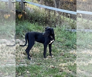 Great Dane Puppy for sale in SPRAGGS, PA, USA