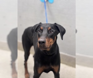 Doberman Pinscher-Unknown Mix Dogs for adoption in Las Vegas, NV, USA