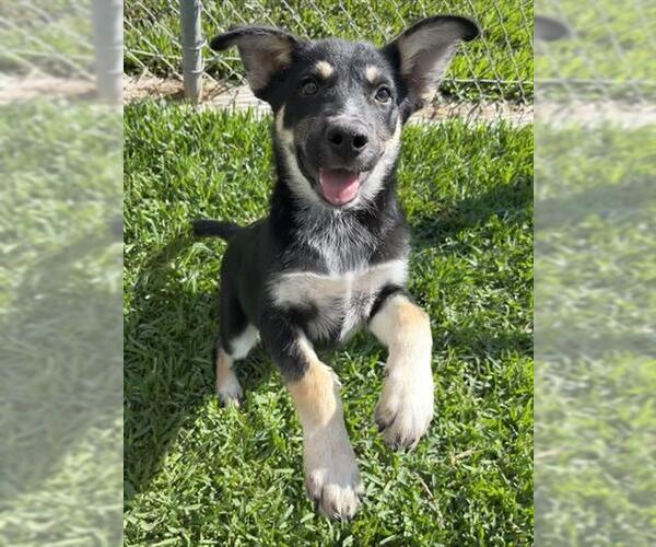 Medium Photo #1 German Shepherd Dog Puppy For Sale in Riverside, CA, USA