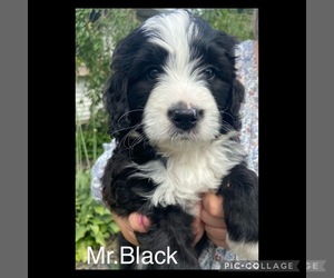 Bernedoodle Puppy for sale in DELTON, MI, USA