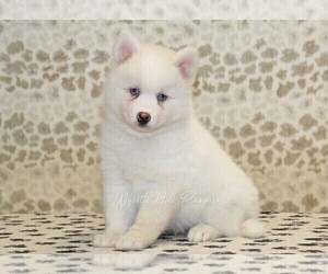 Pomsky Puppy for sale in DENVER, PA, USA
