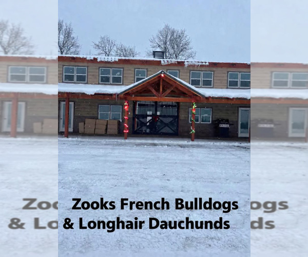 Medium Photo #26 French Bulldog Puppy For Sale in FORT PLAIN, NY, USA