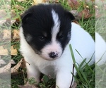 Small Photo #12 Pomsky Puppy For Sale in BAXTER, TN, USA