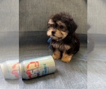 Small #1 Pyredoodle (Toy)