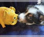 Small #4 Border Collie