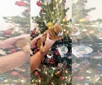 Small Photo #2 Bulldog Puppy For Sale in GRIFFIN, GA, USA