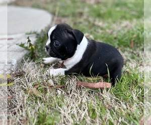 Newfoundland Puppy for sale in WASHBURN, MO, USA