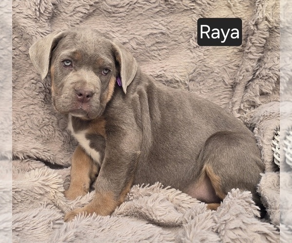 Medium Photo #6 Cane Corso Puppy For Sale in MINERAL WELLS, WV, USA