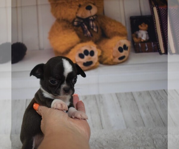 Medium Photo #6 Chihuahua Puppy For Sale in HAMPTON, VA, USA