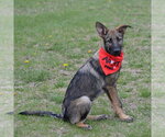 Small #12 German Shepherd Dog