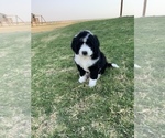 Small Photo #9 Sheepadoodle Puppy For Sale in CANYON, TX, USA