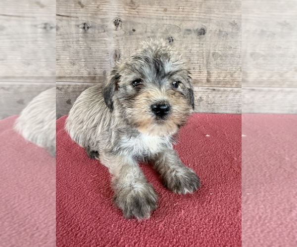 Medium Photo #23 Schnauzer (Miniature) Puppy For Sale in VERMONTVILLE, MI, USA