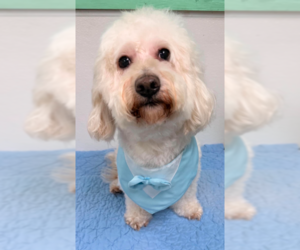 Maltese-Unknown Mix Dogs for adoption in Cranston, RI, USA