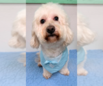 Bonbon in TX - Male Maltese-Unknown Mix Dog for Adoption - Small photo