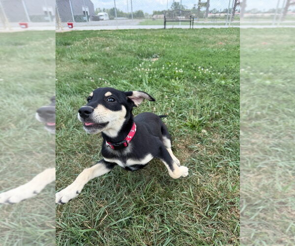 Medium Photo #3 Mutt Puppy For Sale in Pierceton , IN, USA