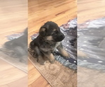 Small Photo #7 German Shepherd Dog Puppy For Sale in SACO, ME, USA