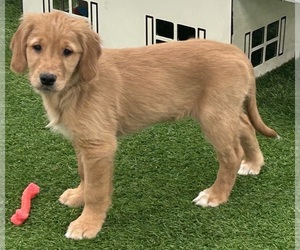 Golden Retriever Puppy for sale in LOUISVILLE, KY, USA