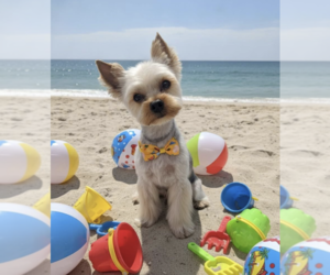 Yorkshire Terrier Puppy for sale in ROANOKE, VA, USA