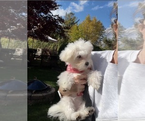 Maltese Puppy for sale in FENTON, MI, USA