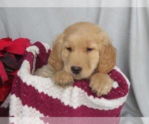 Golden Retriever Puppy for sale in SHILOH, OH, USA
