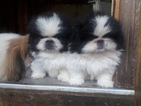 Puppy 2 Pekingese