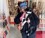 Small #4 American French Bull Terrier